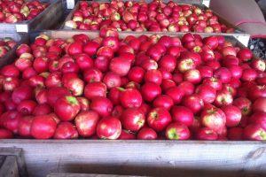 Some of the produce we transport at Crisp!